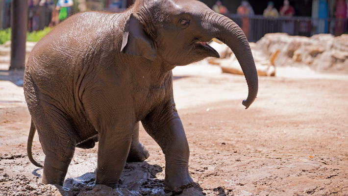 Watch Asian Elephant calf Jai Dee have fun in the mud. Photo: Dan Gosse