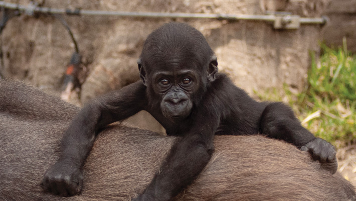 See little Western Lowland Gorilla baby Fikiri before she grows up. Photo: Dan Gosse