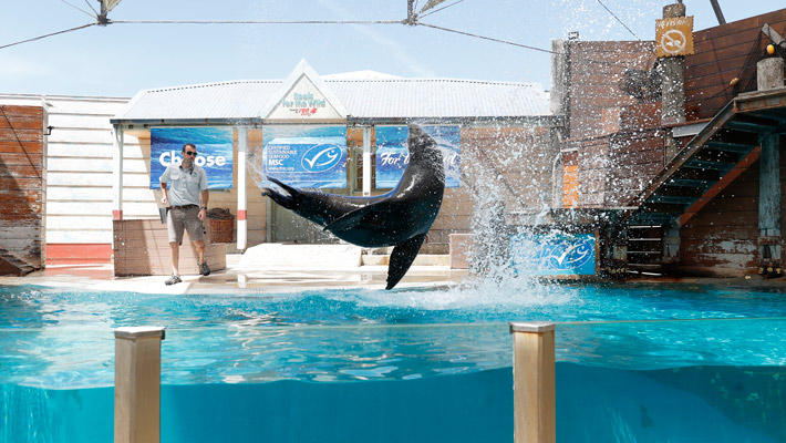 Seals for the Wild at Taronga Zoo Sydney. Photo: Dan Gosse