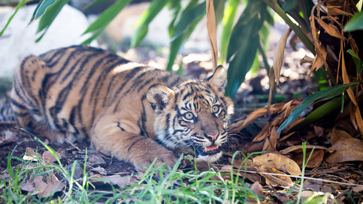 Visit our three adorable Sumatran Tiger cubs at Tiger Trek. Photo: Dan Gosse