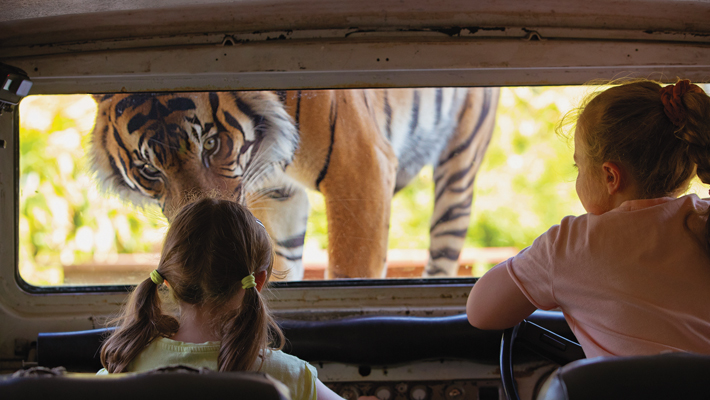 Get this close to a Sumatran Tiger! Photo: Dan Gosse