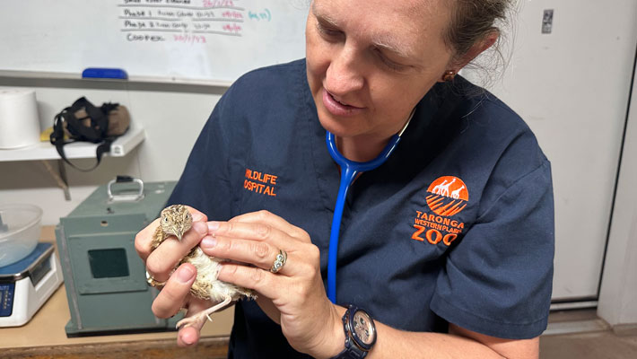 Vet at Taronga Western Plains Zoo conducting Plains-wanderers health check