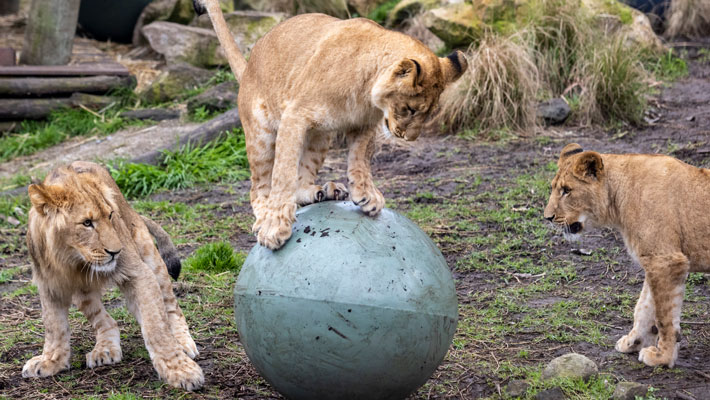 Lion cub playing with heavy-duty balls