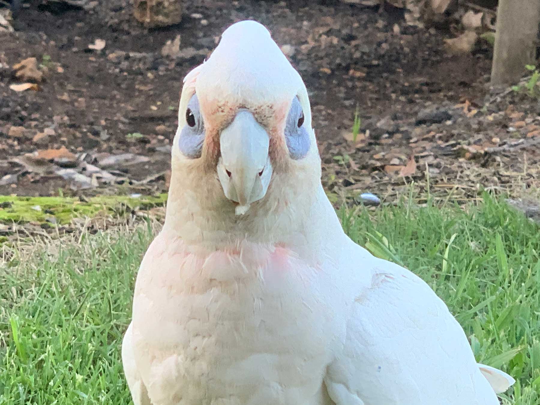 Little Billed Corella