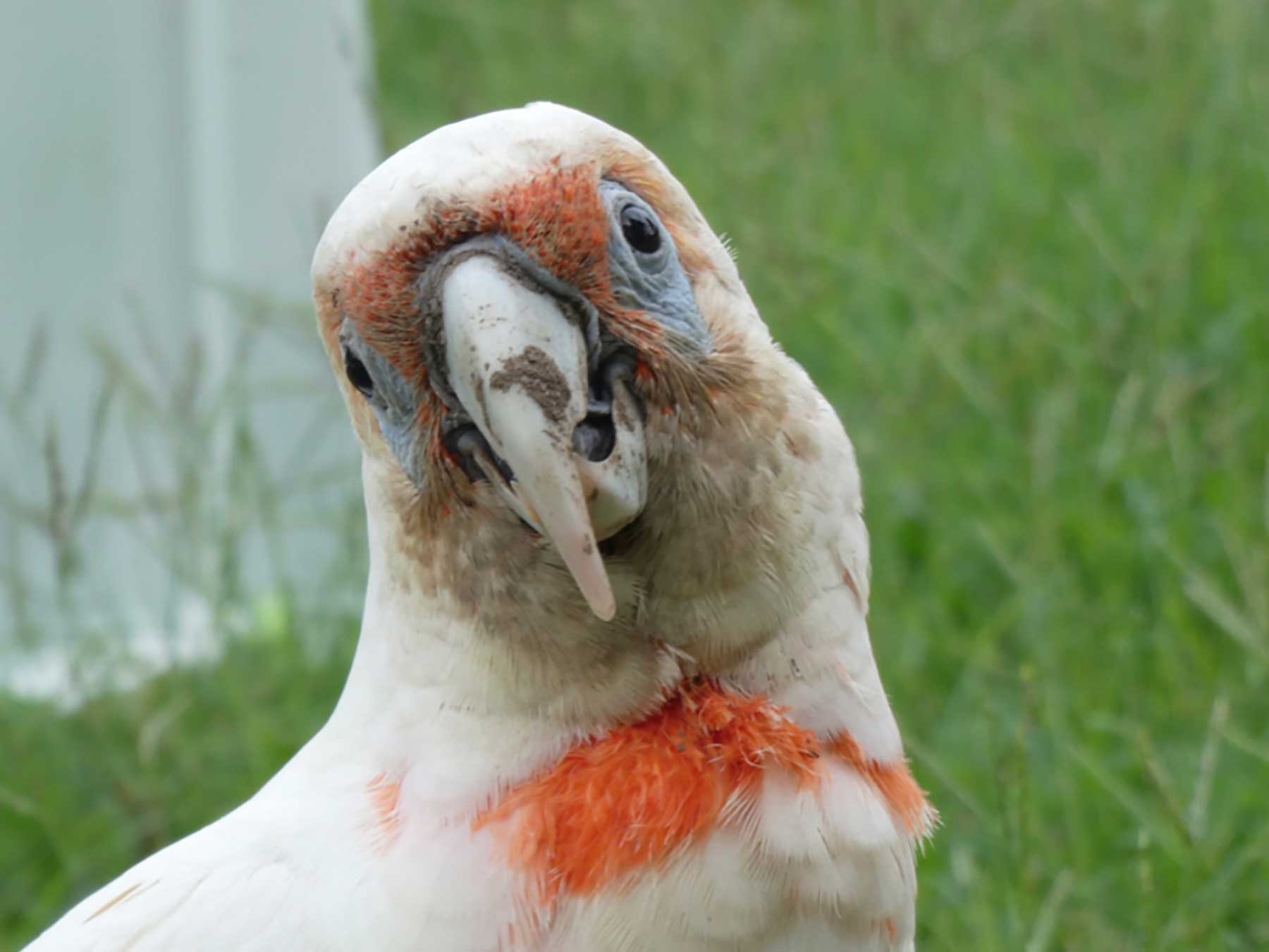 Long Billed Corella