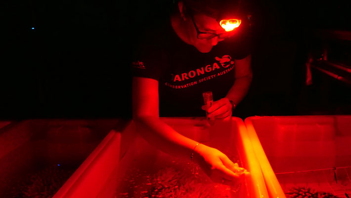 Taronga’s science programs are addressing a range of threatening processes.