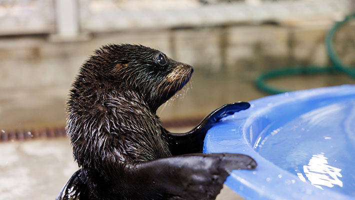 Eve the seal pup 