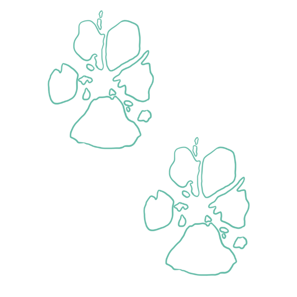 Dingo icon