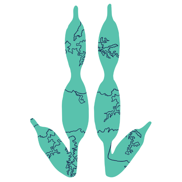 Kangaroo icon