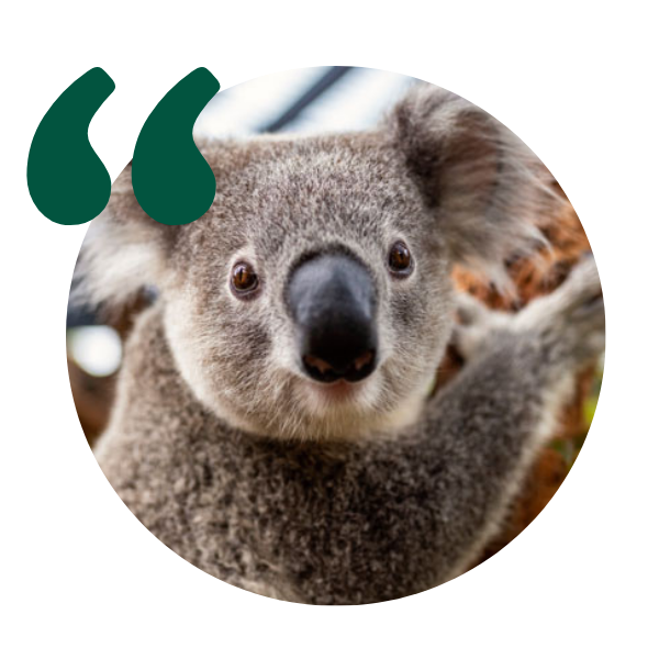 Koala icon