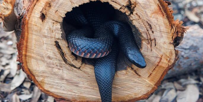 Stage 1: Caring for Country: Stories from Land, Water and Sky