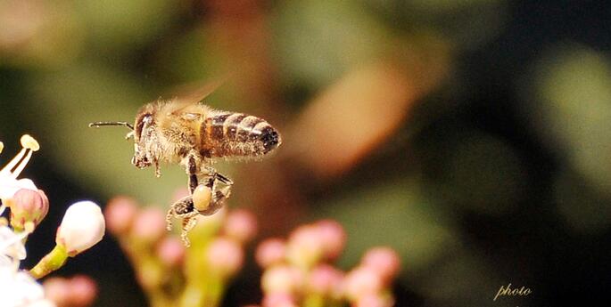 Stage 4 - Year 8: Living Systems