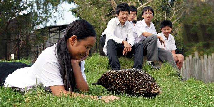 Wildlife Workshop: International Schools