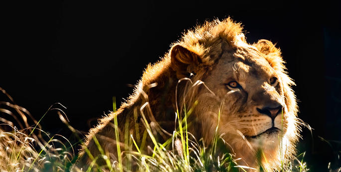 Stage 3: Predator and Prey