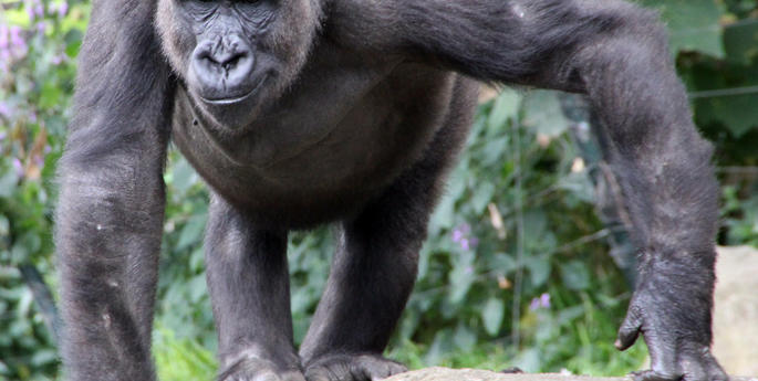 Gorilla Update
