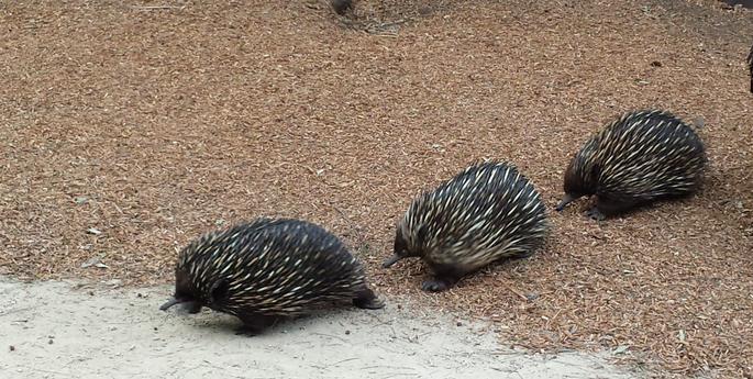 Trailing success for Taronga’s Echidnas