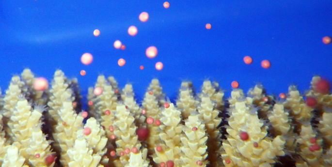 Zoo helping to secure the future of the Great Barrier Reef