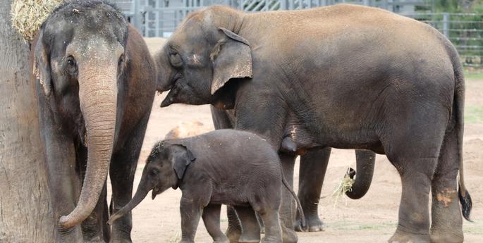 Sabai is six months old!