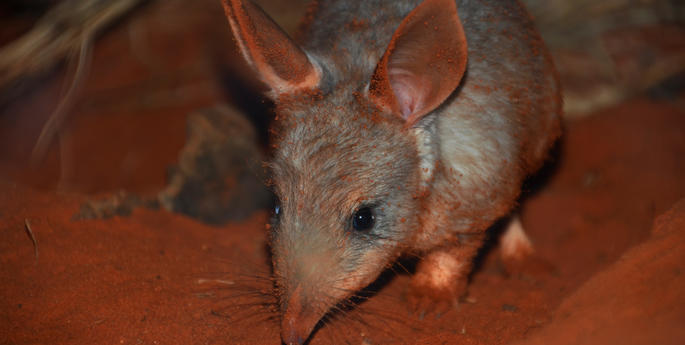 Celebrate a wild Easter with Taronga's Bilby joeys