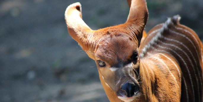 Bongo calf lives up to his name