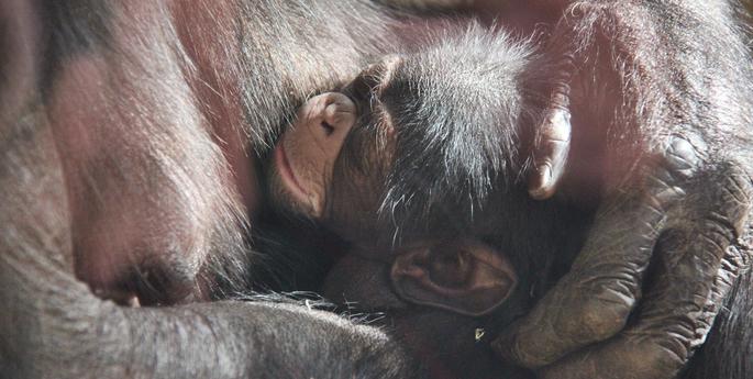 Wild Spring Excitement at Taronga