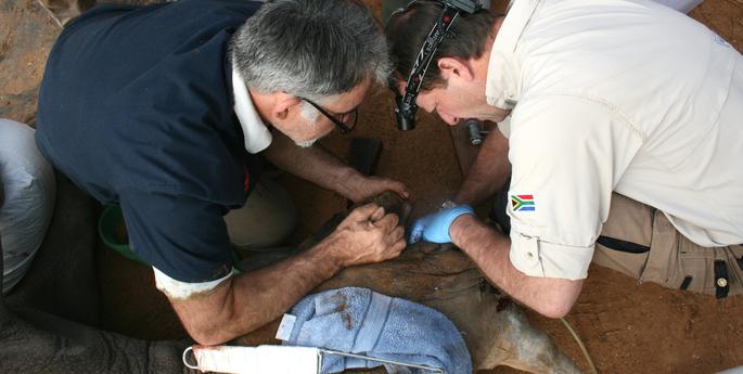 Dentist visits the Zoo