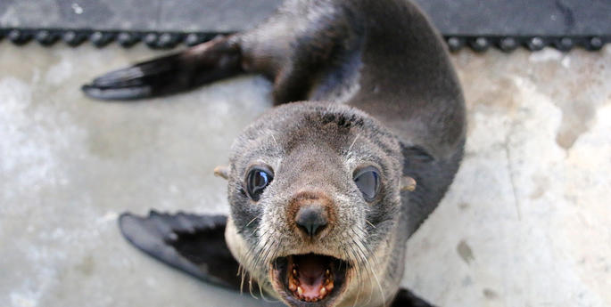Rescued seal returns to the wild after Sydney storm