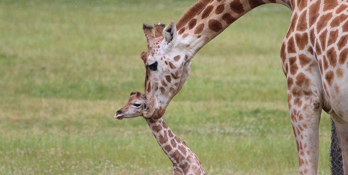 Baby boom just in time for summer