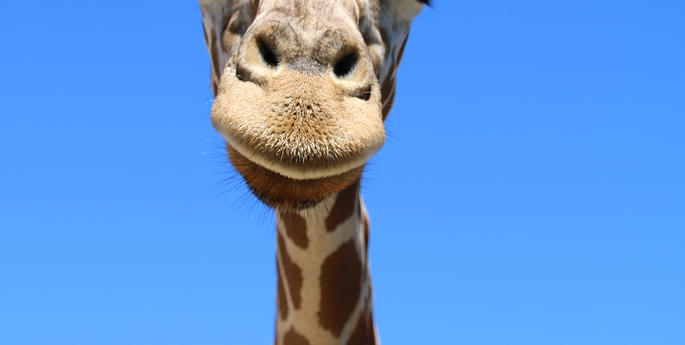 Kitoto prepares for journey west