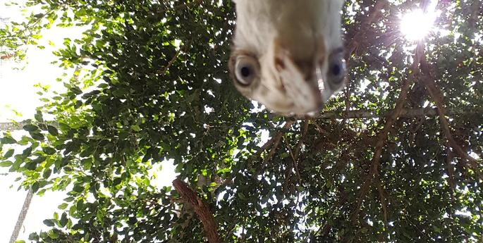 Grover takes a selfie