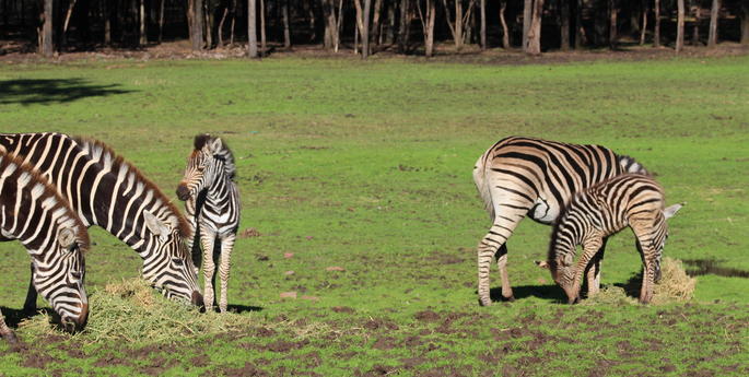 Zoo welcomes new arrivals ready for the school holidays
