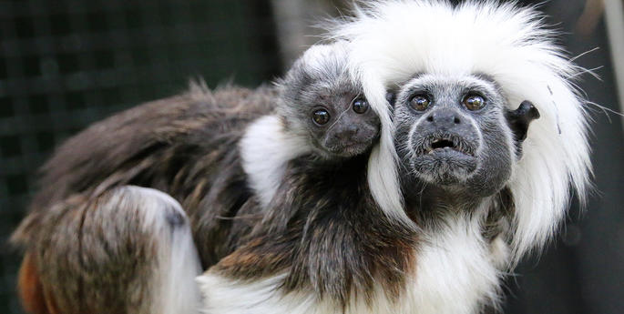 Taronga celebrates rare Cotton-Top Tamarin birth