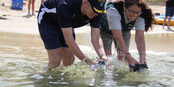 Two Little Penguins return to the wild