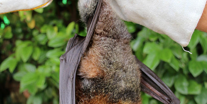 Ralph is a real 'Silver Fox'