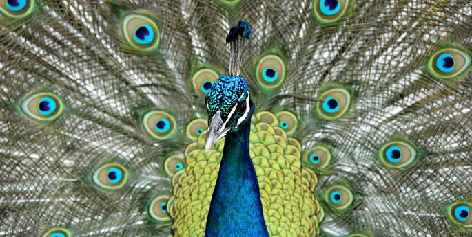 Taronga Celebrates All Things Feathered