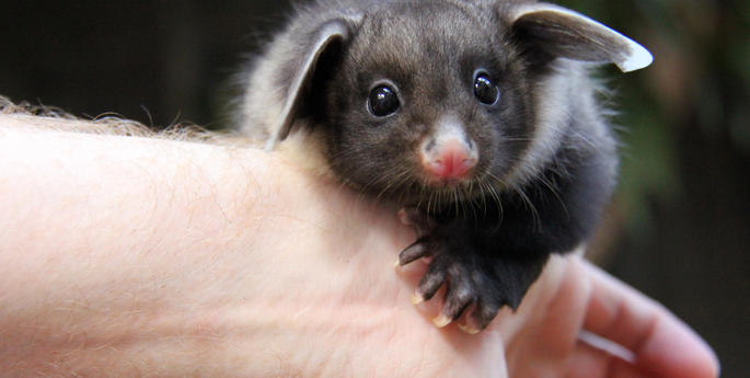Tiny glider prepares for big role at Taronga