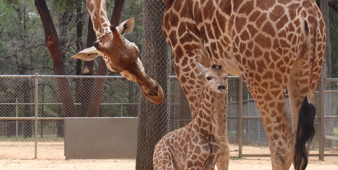 And then there were two!