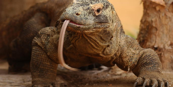 Vale Tuka, Taronga’s gentle giant