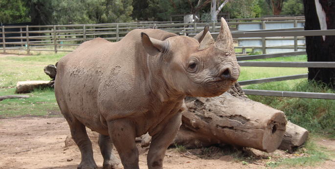 Black Rhino birth approaching
