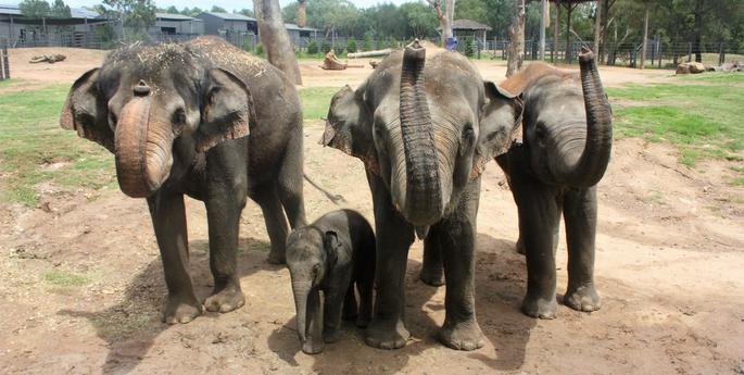 Sabai now weighs 220kgs!