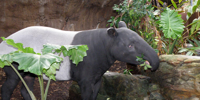 ‘Gentle giant’ Berani moves to new home