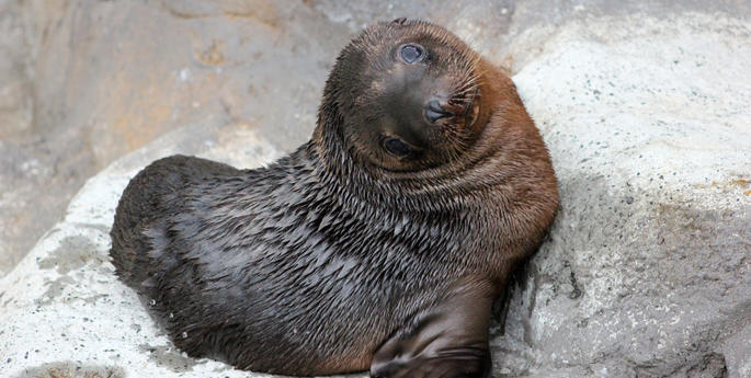 New faces ready to greet visitors at Taronga