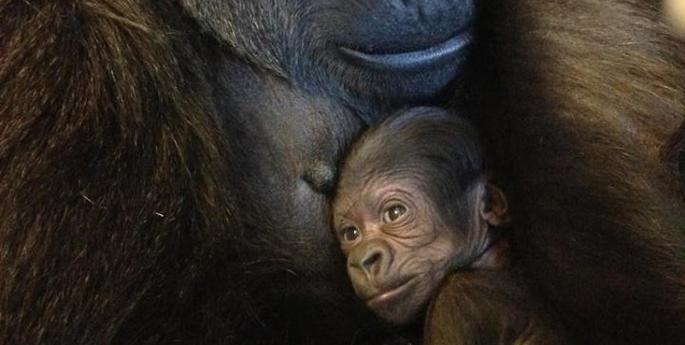 Wild Adventures this Summer at Taronga