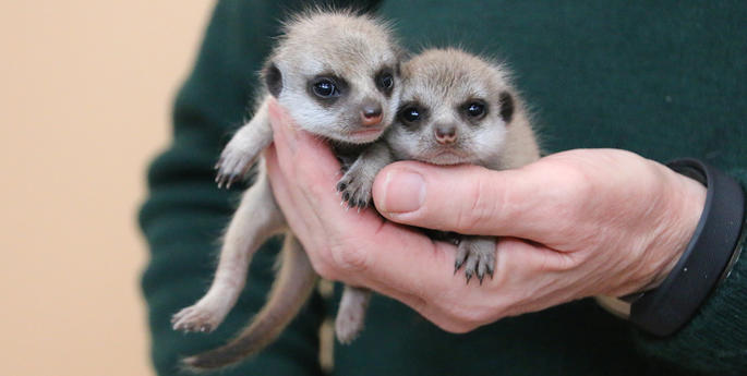 Meerkat baby boom at Taronga