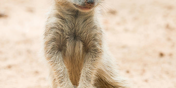 Meerkat Pups Come Out To Play At Taronga These School Holidays