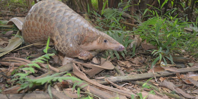 Today we celebrate World Pangolin Day