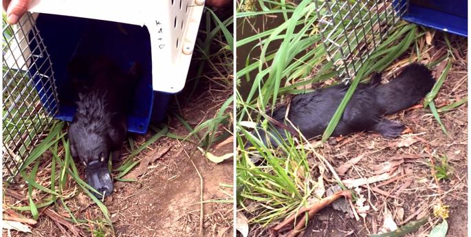 An unlikely visitor - Platypus at the Wildlife Hospital