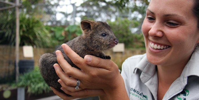 Quokka joey climbs into keepers’ hearts at Taronga