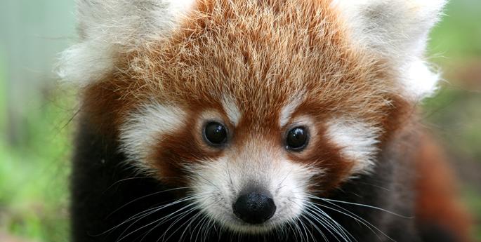 10 Wildlife Apps Recommended by Taronga