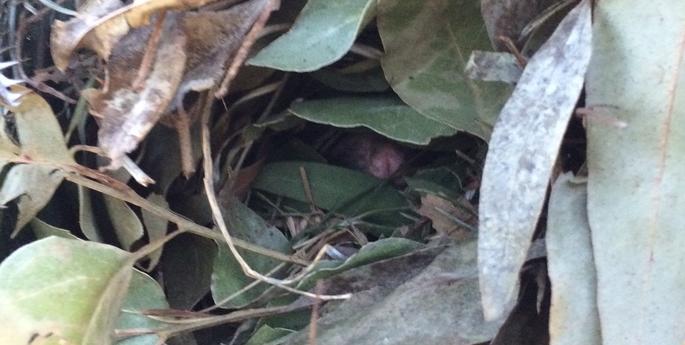 Clever Tom escapes the winter chill